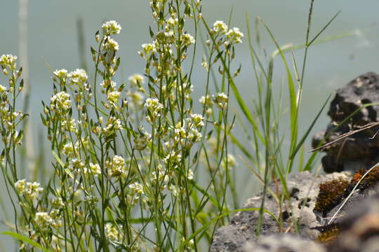 Image of rock draba