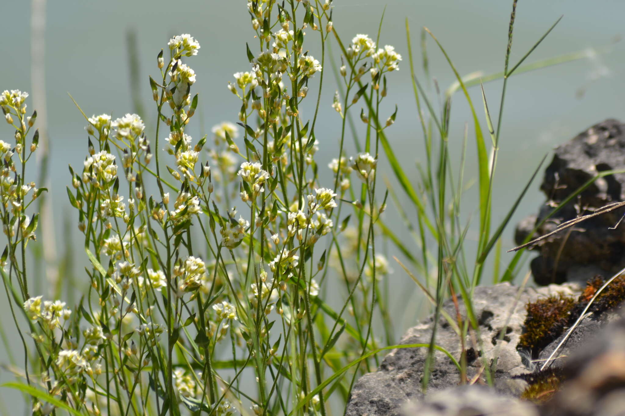 صورة Draba arabisans Michx.