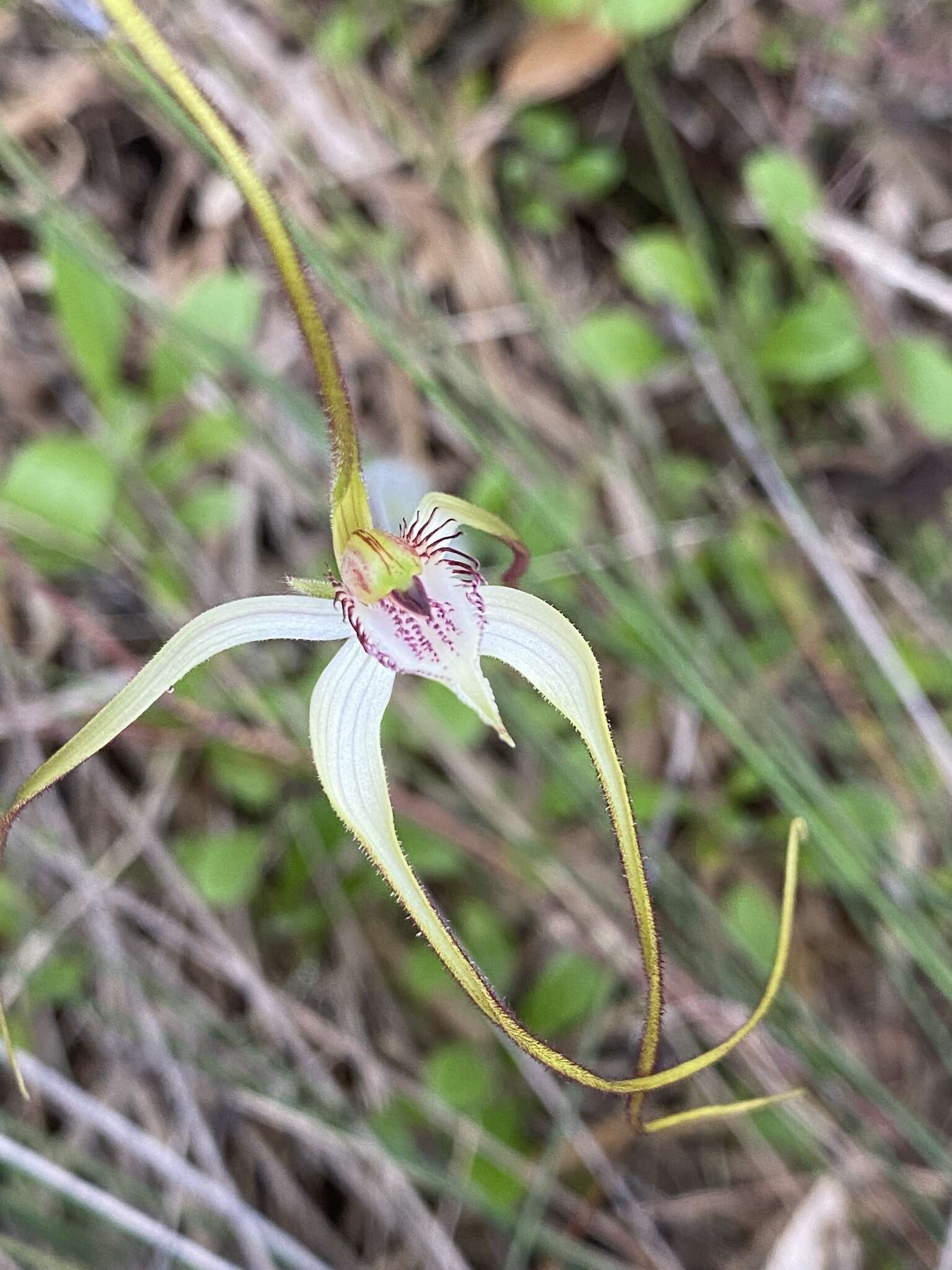 Image of Coastal white spider orchid