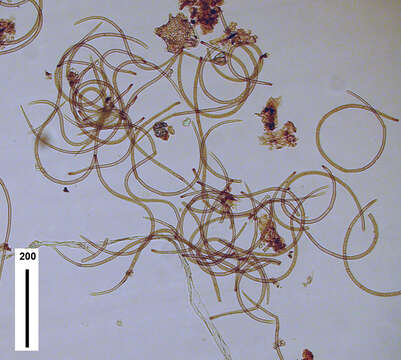 Image of Inesiosporium mauiense (B. Sutton & Hodges) R. F. Castañeda & W. Gams 1997