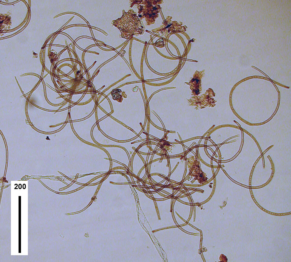 Image of Inesiosporium mauiense (B. Sutton & Hodges) R. F. Castañeda & W. Gams 1997