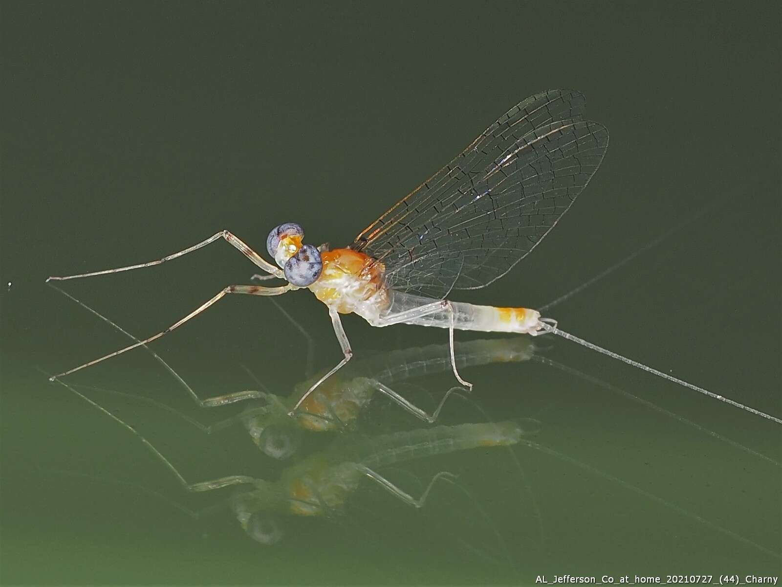 Image of Maccaffertium luteum (Clemens 1913)