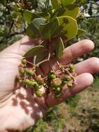 Arctostaphylos viscida subsp. viscida resmi