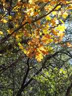 Image of Chisos red oak