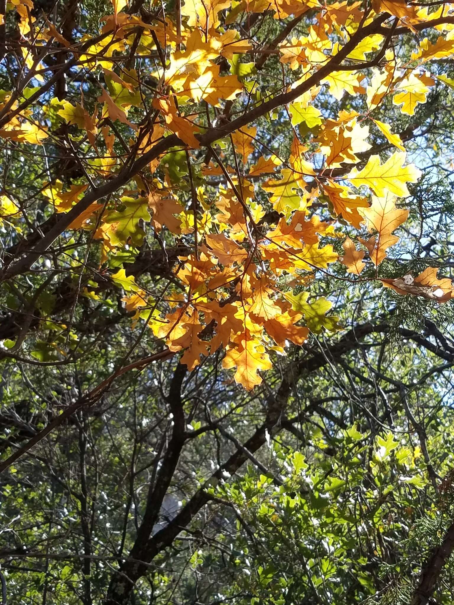 Image of Chisos red oak