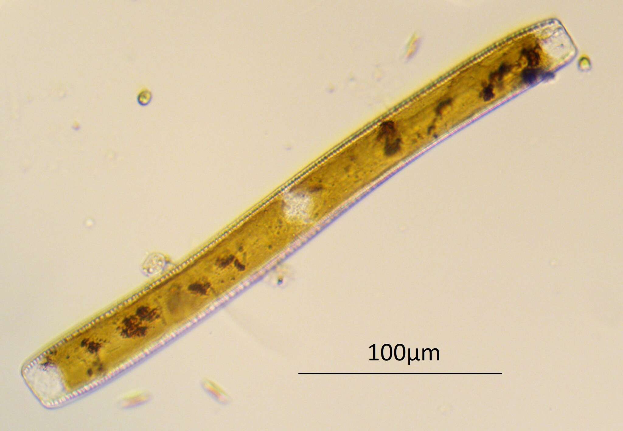 Image of Nitzschia sigmoidea