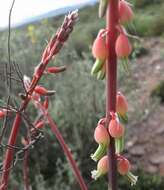 Image of Gasteria brachyphylla var. brachyphylla