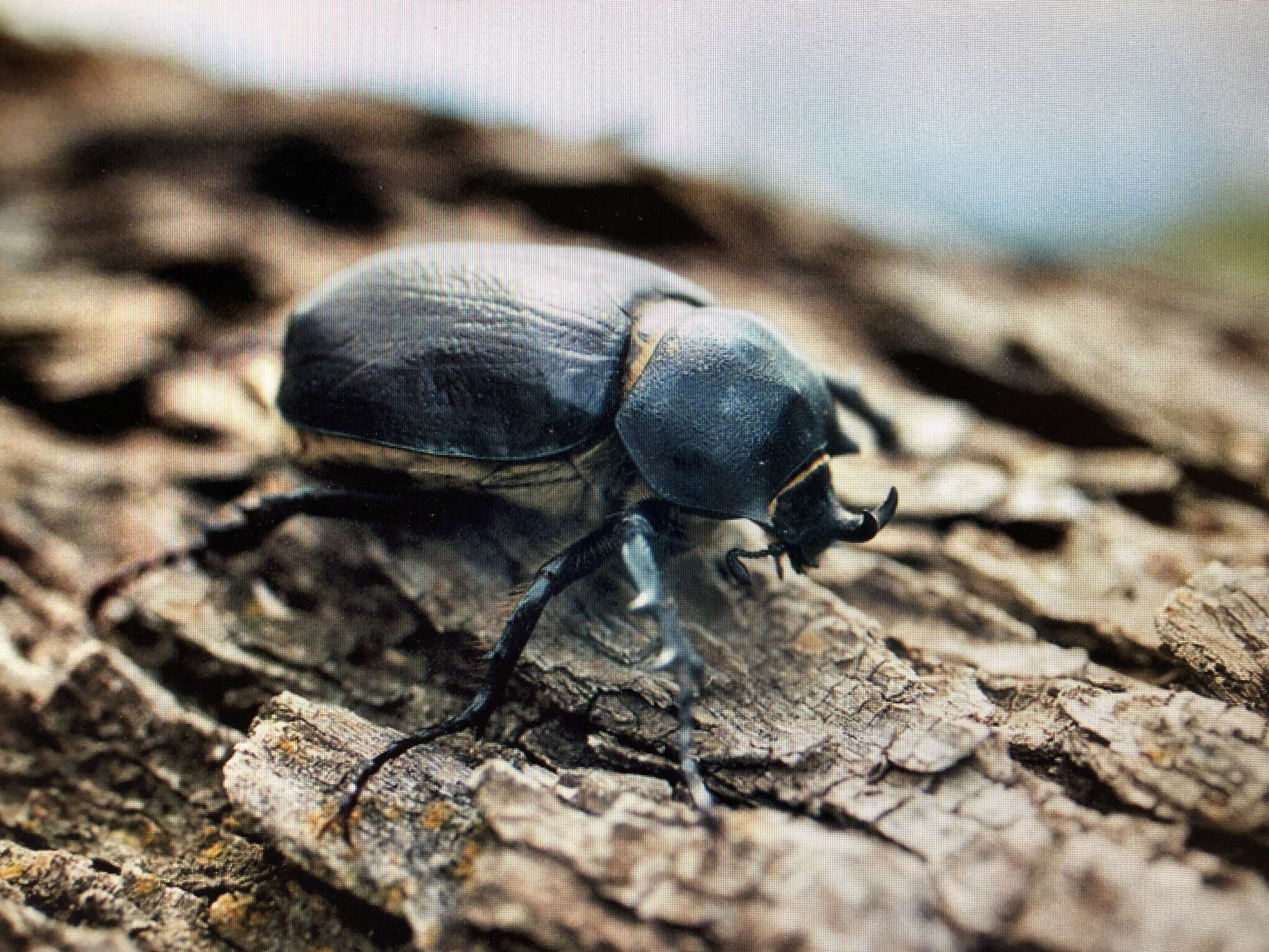 Megasoma punctulatum Cartwright 1952 resmi