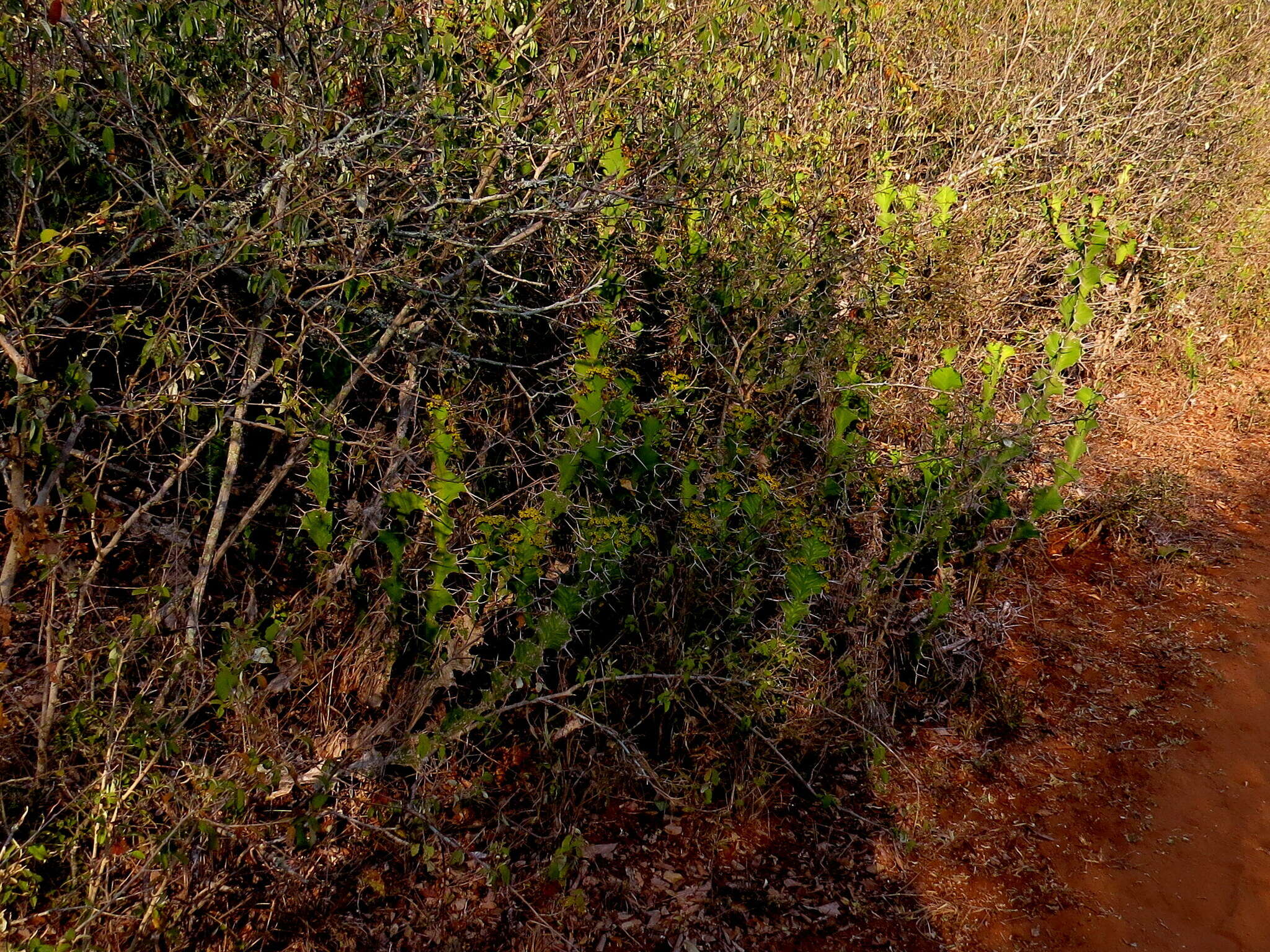 Image of Bigthorn Euphorbia