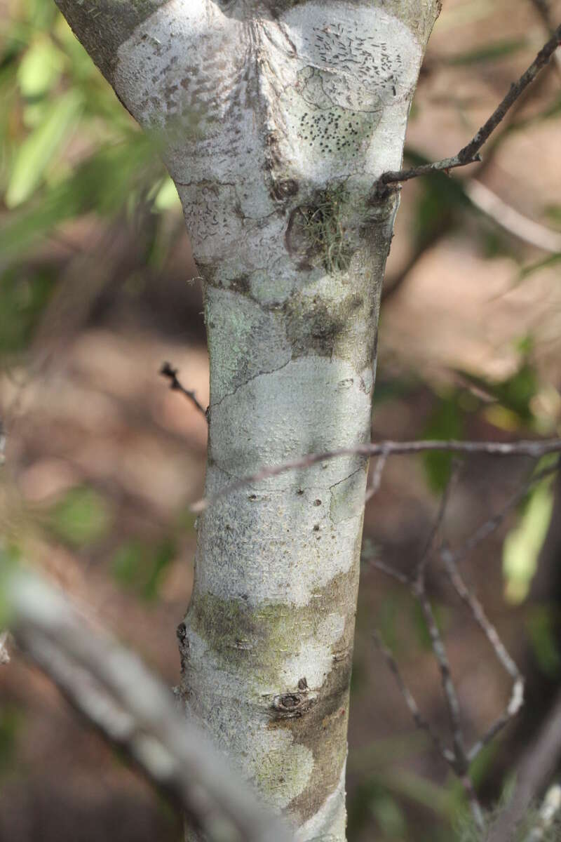 Image of Denhamia silvestris (Lander & L. A. S. Johnson) M. P. Simmons