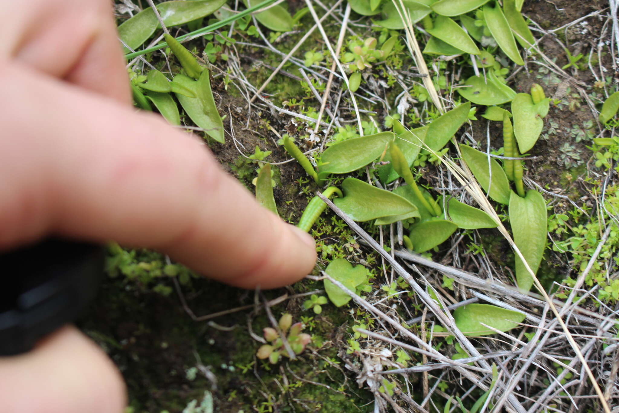 Image of Ophioglossum coriaceum A. Cunn.