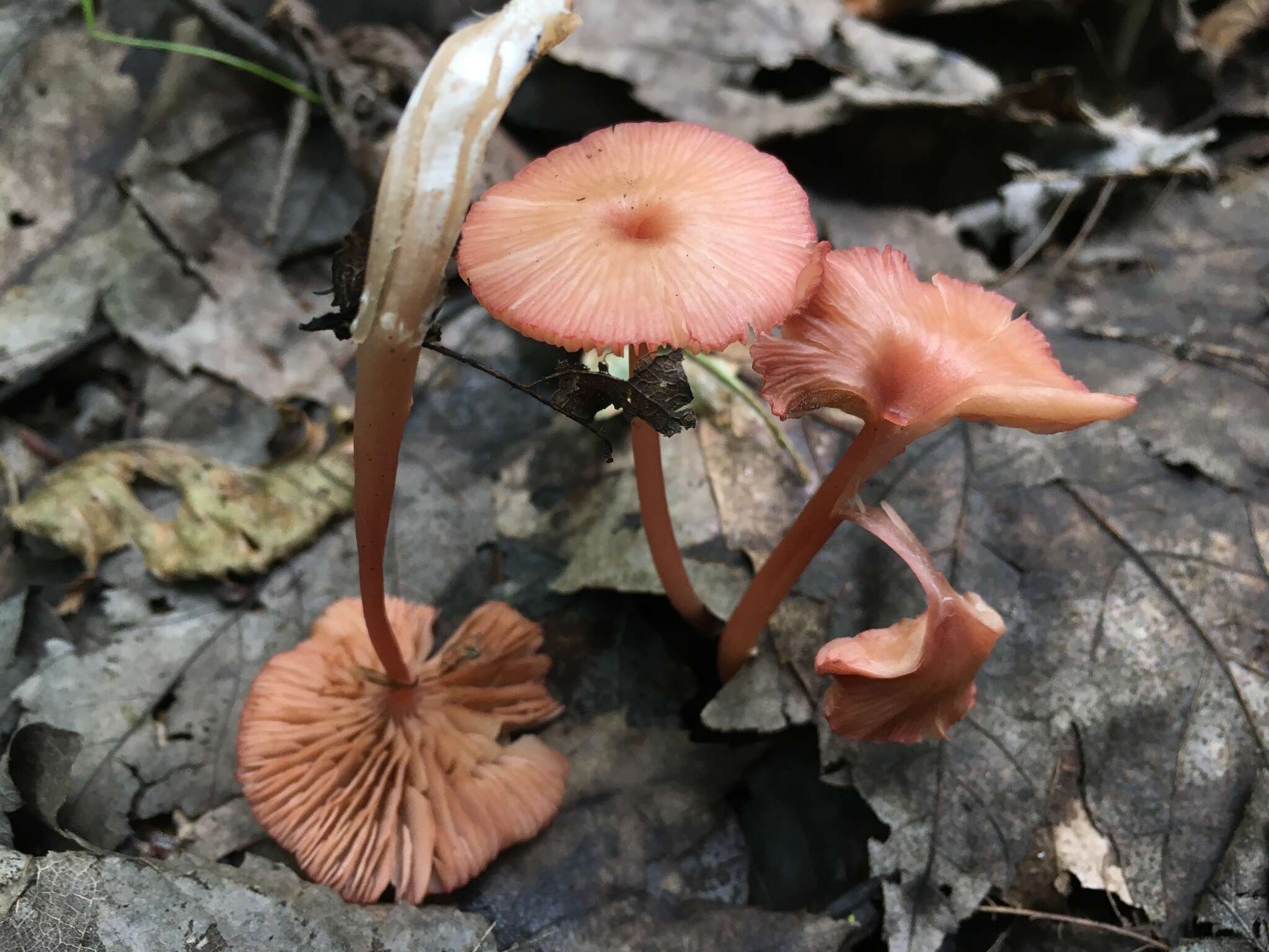 Image of Entoloma roseum (Longyear) Hesler 1967