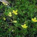 صورة Ludwigia arcuata Walt.