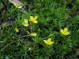 صورة Ludwigia arcuata Walt.