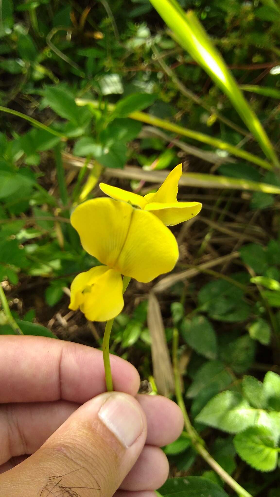 Image of hairypod cowpea