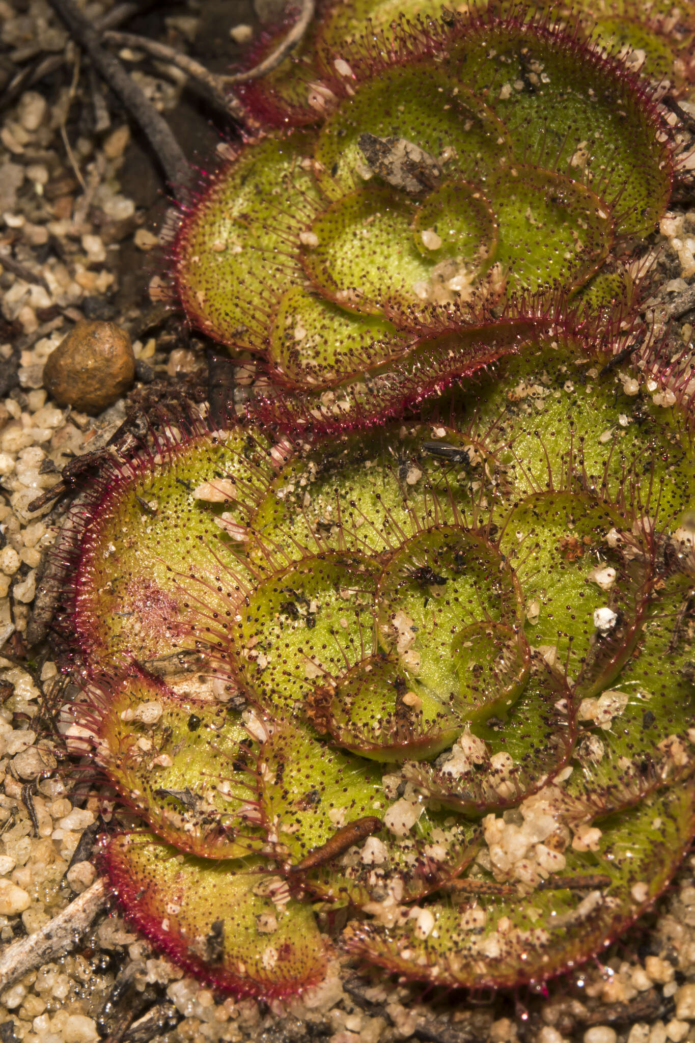 صورة Drosera zonaria Planch.