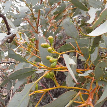 Image de Eucalyptus calcareana C. D. Boomsma