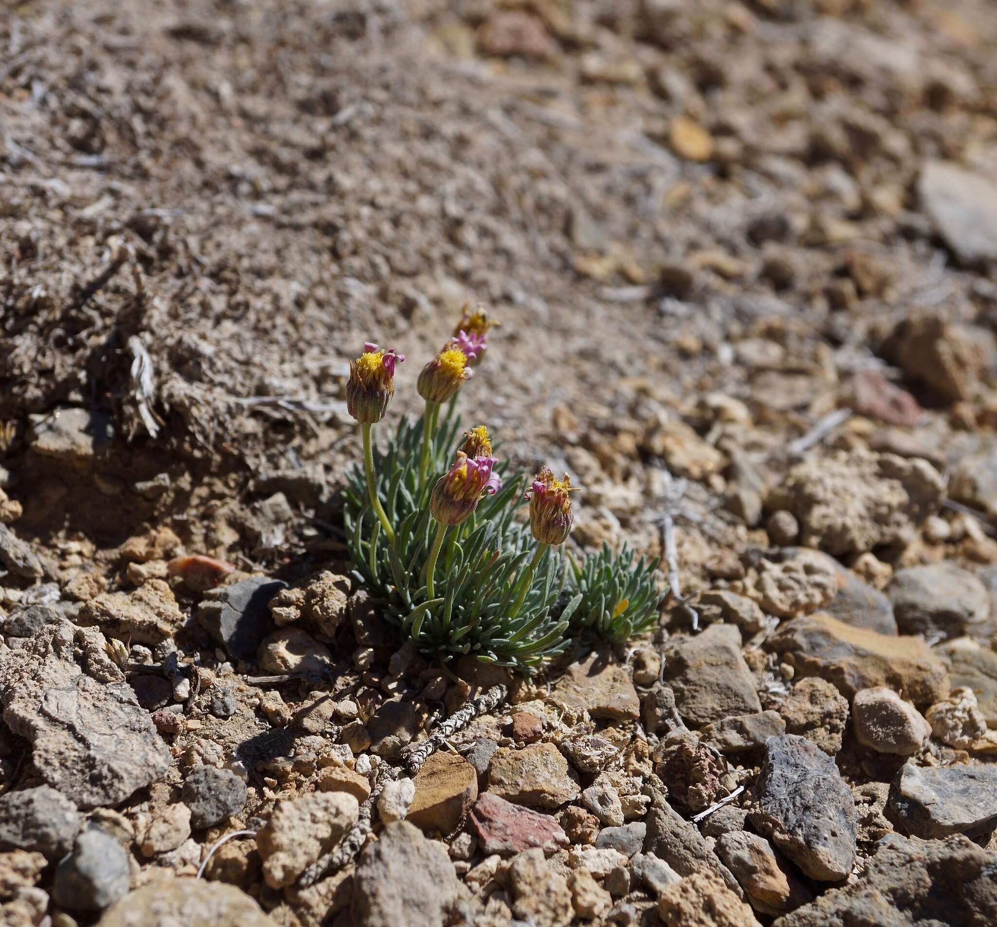 Слика од Erigeron compactus Blake