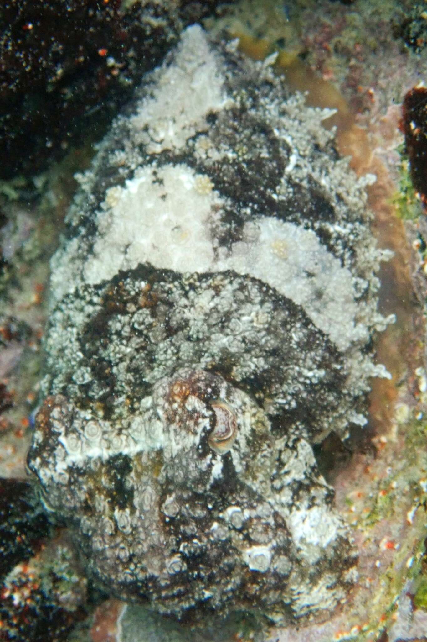 Image of tuberculate cuttlefish