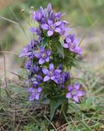 Image of Gentianella austriaca (A. & J. Kern.) Holub