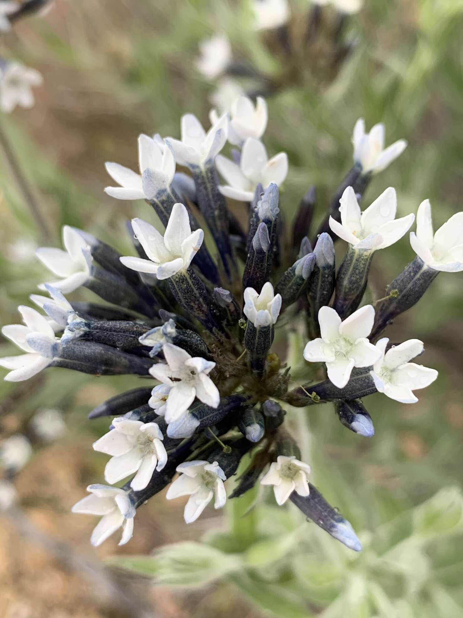 Plancia ëd Amsonia palmeri A. Gray