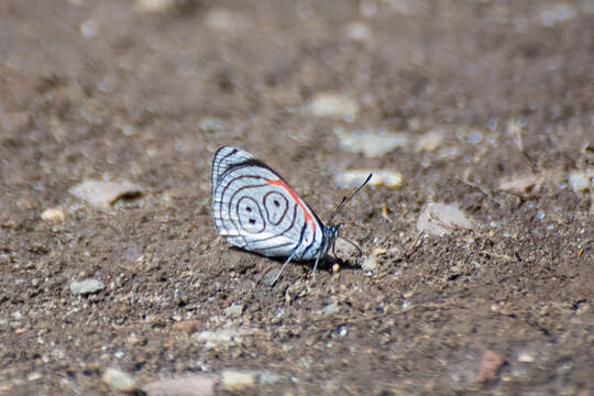 Image of Diaethria eluina Hewitson 1854