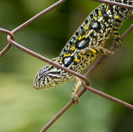 Sivun Furcifer lateralis (Gray 1831) kuva