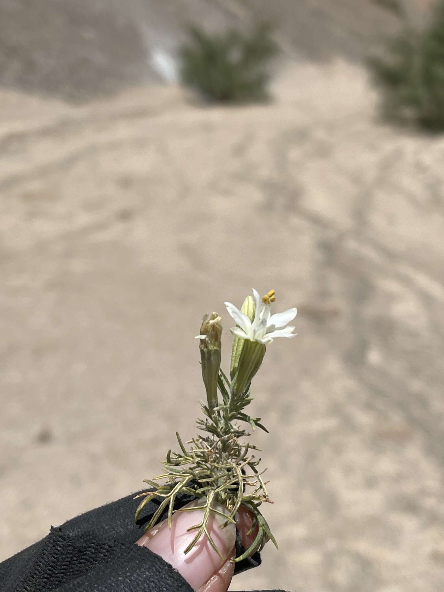 Imagem de Malesherbia arequipensis Ricardi