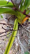 Image de Angraecum praestans Schltr.