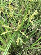 Image of ricefield flatsedge