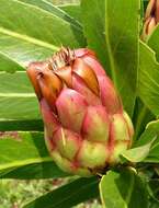 Image of Protea caffra subsp. caffra