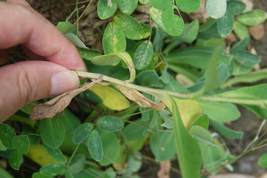 Image of Crepidiastrum lanceolatum (Houtt.) Nakai