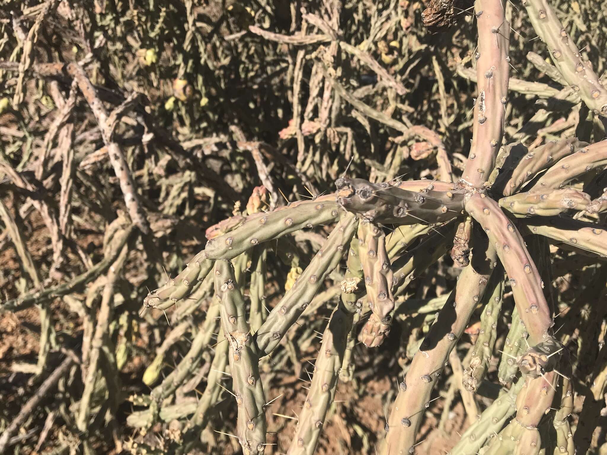 Image of cholla