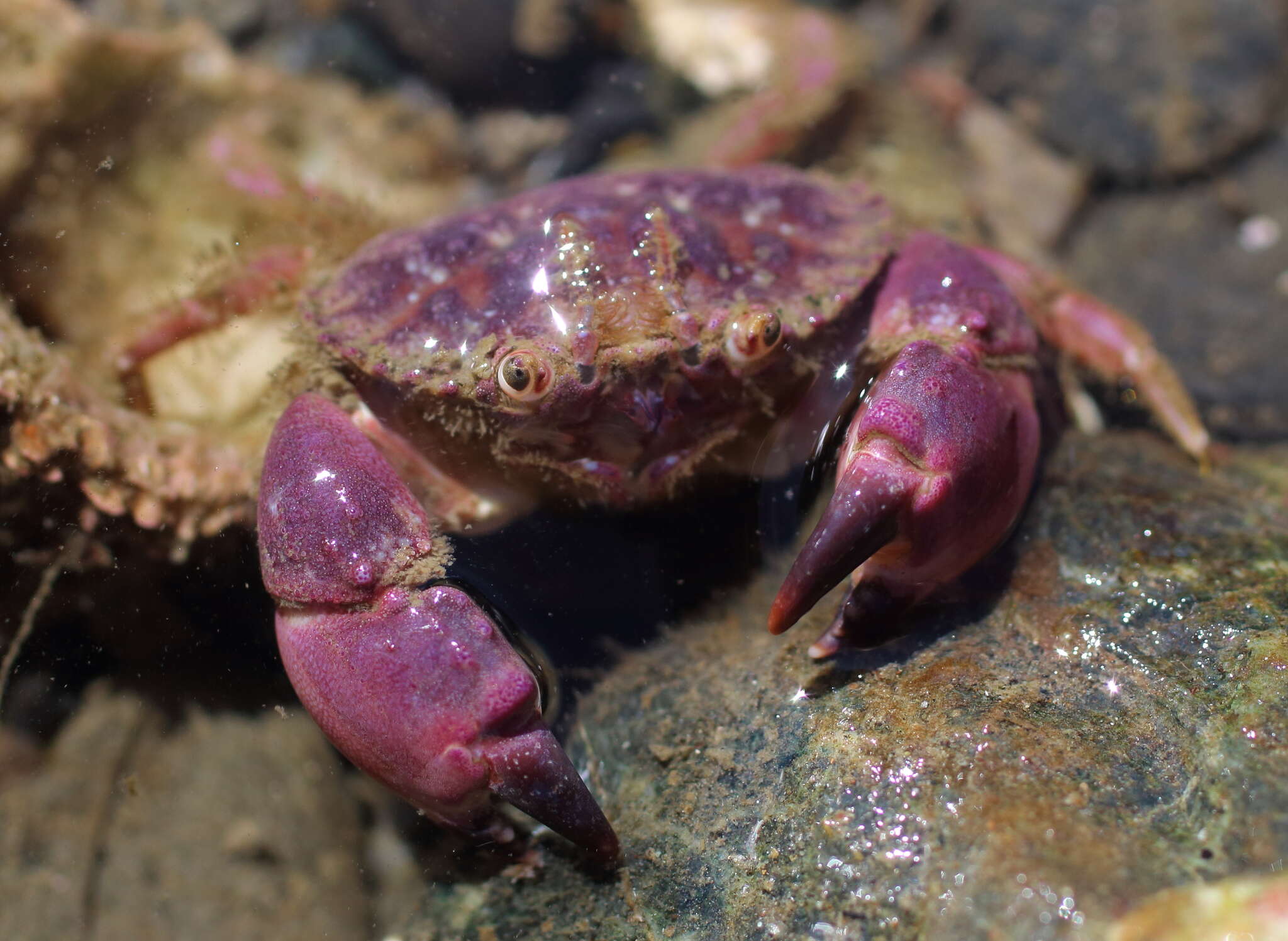 Imagem de Glebocarcinus oregonensis (Dana 1852)