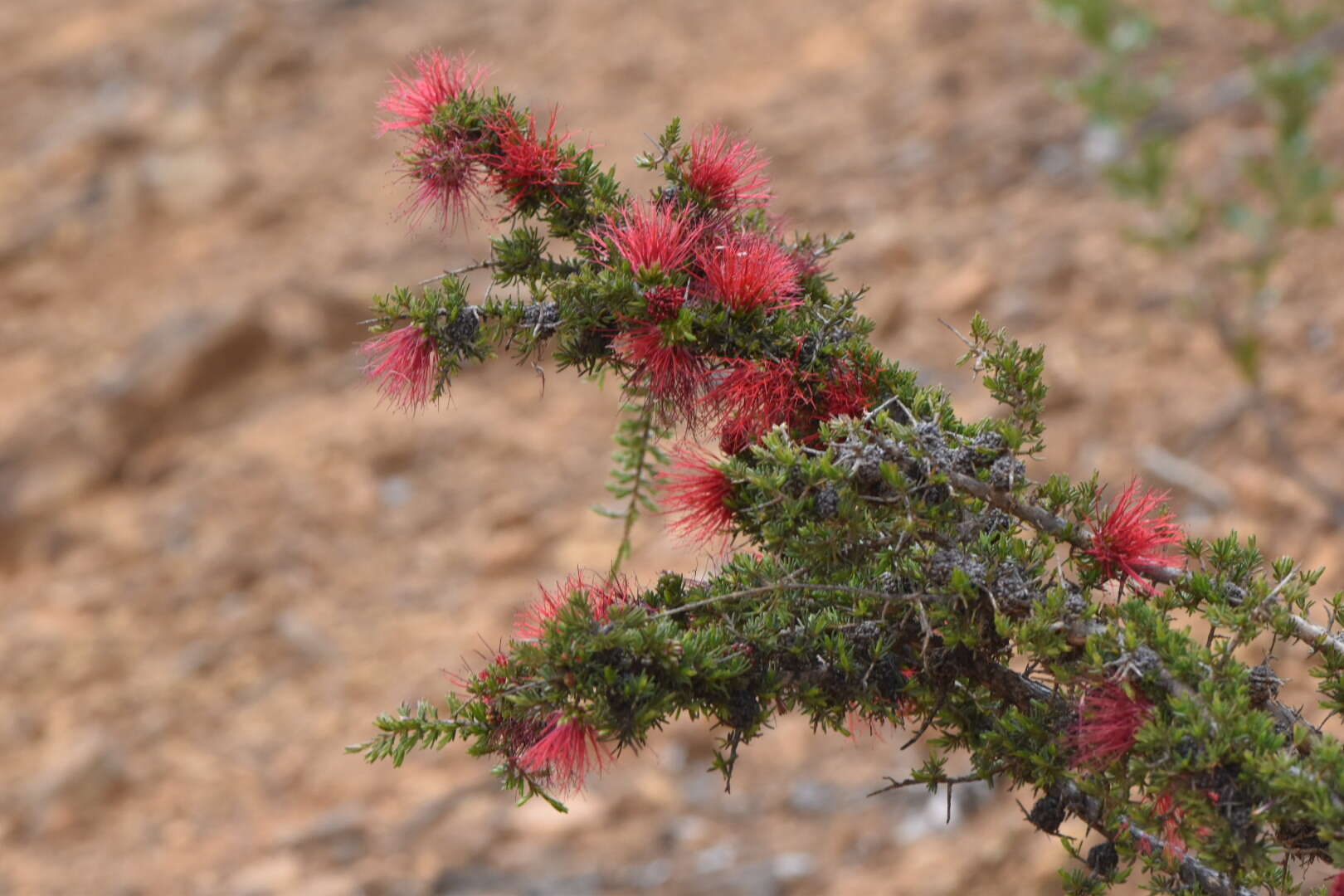 Image of Melaleuca cyrtodonta Turcz.