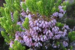 Image de Erica caterviflora Salisb.