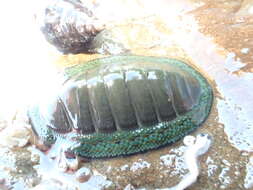 Image of blue green chiton