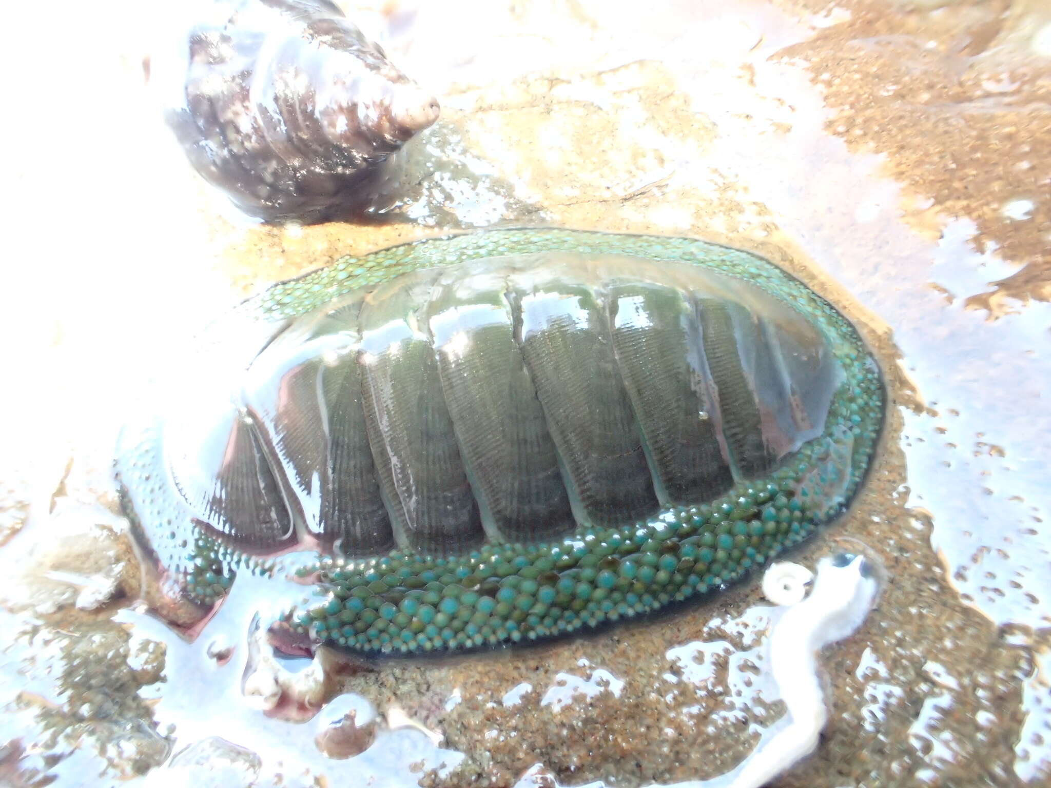 Image of blue green chiton