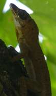 Image of Grenada tree anole