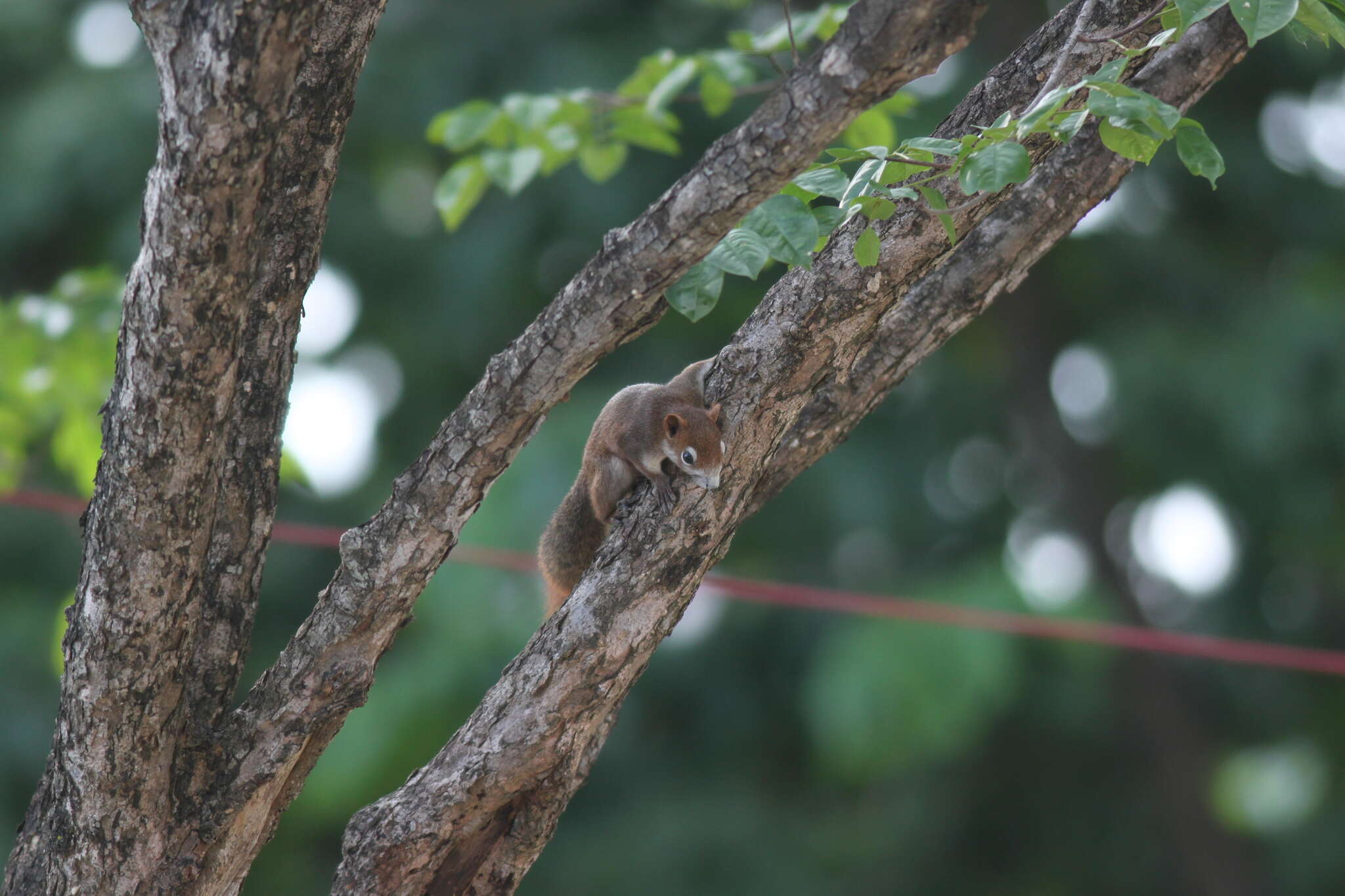 Image of Callosciurus finlaysonii bocourti (Milne-Edwards 1867)