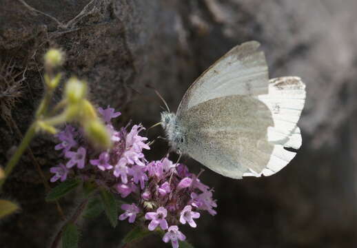 صورة Pieris ergane (Geyer 1828)