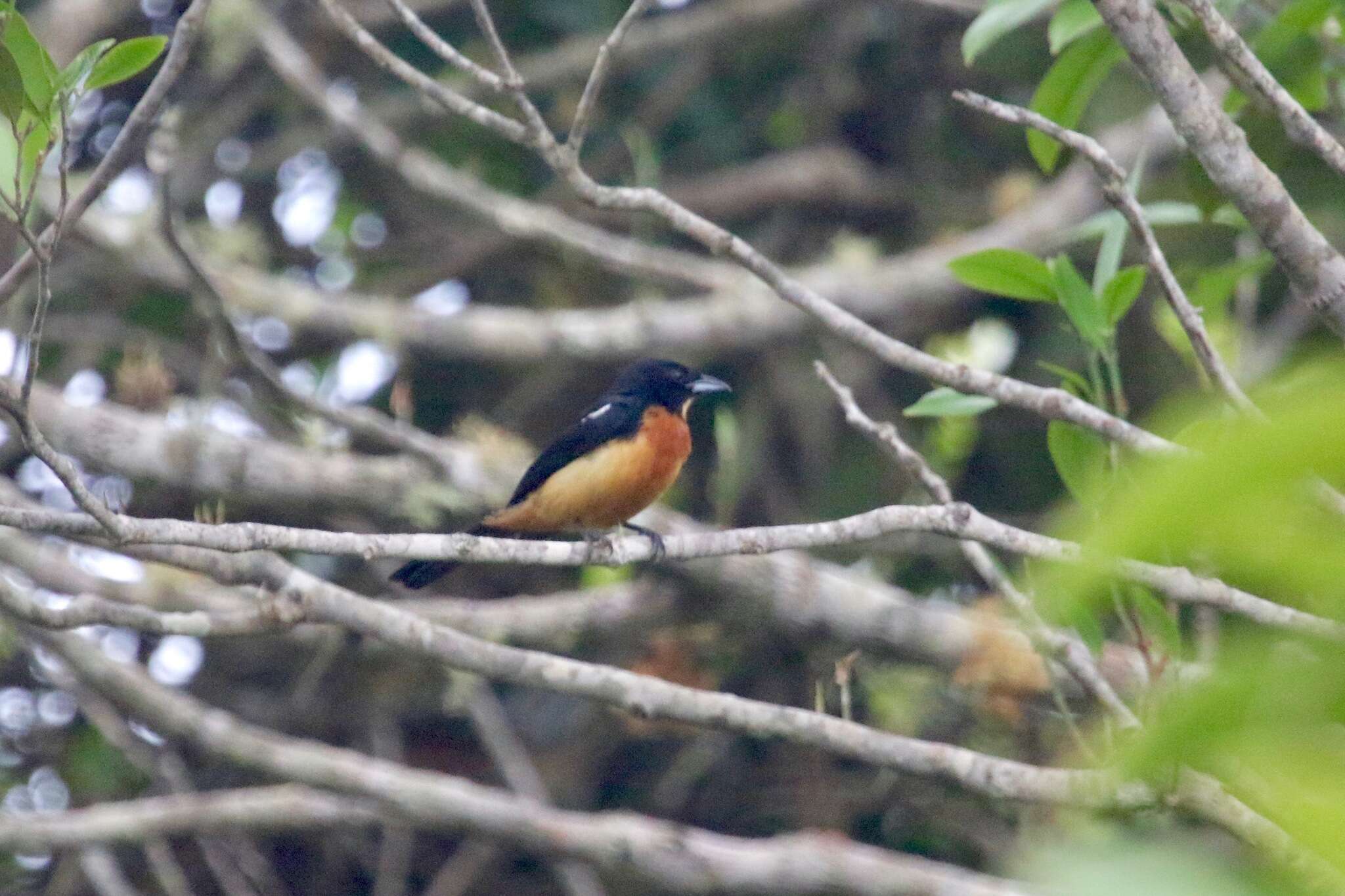 Image of Yellow-crested Tanager