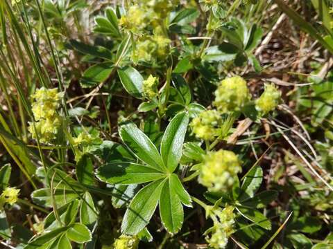 Image of Alpine Lady's-mantle