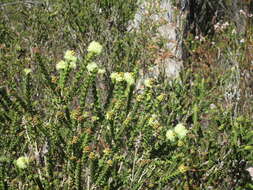 Image of bottlebrush teatree