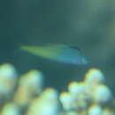 Image of Townsend&#39;s fangblenny