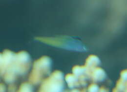 Image of Townsend&#39;s fangblenny