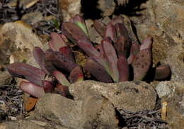 Image of living stone succulent