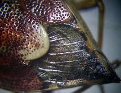 Image of <i>Stagonomus amoenus</i>