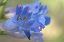 Image of Wasatch beardtongue