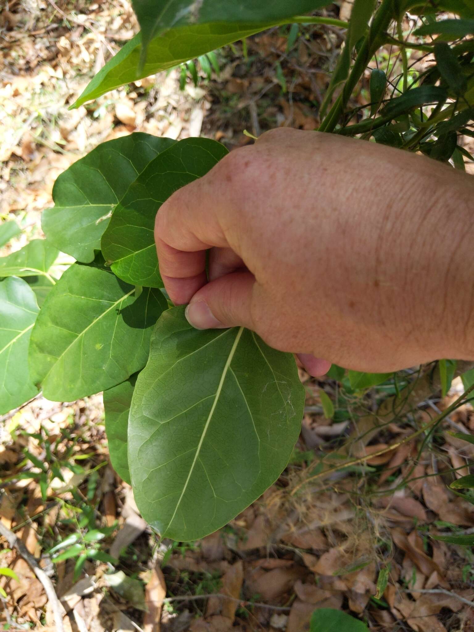 Image of Leichhardtia rostrata (R. Br.) P. I. Forst.